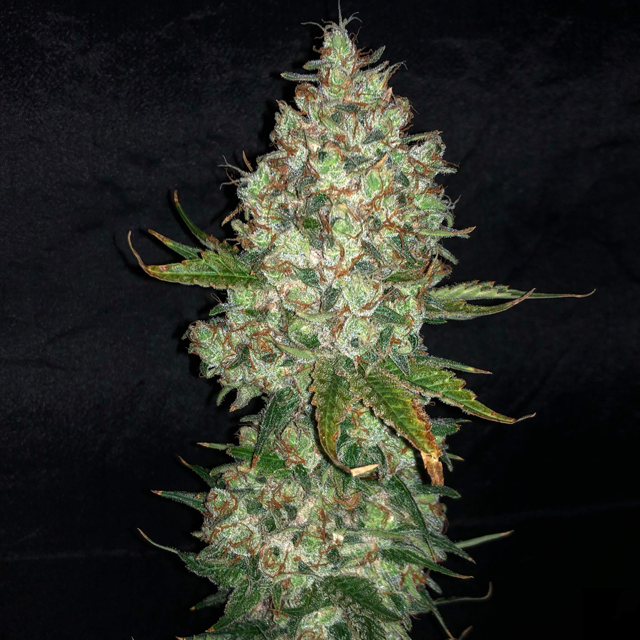 Original Sensible Seeds Do Si Dos OG Image 6